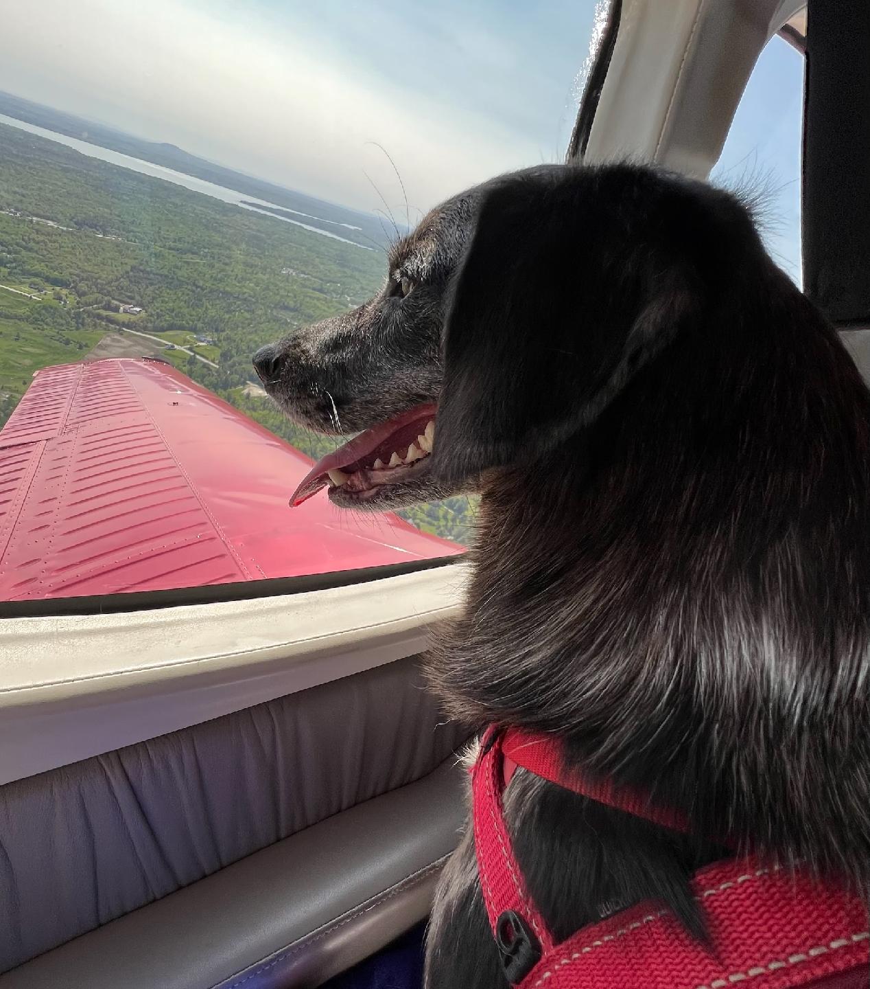 Taking the Dogs on Vacation in Your Ideal Aircraft